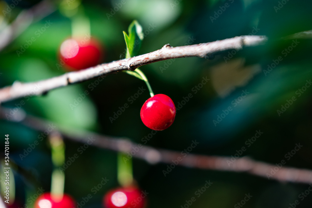 Sour cherry and cherries. Fruit and vegetables. Plant and plants. Sour cherry and cherries. Fruit and vegetables. Plant and plants.