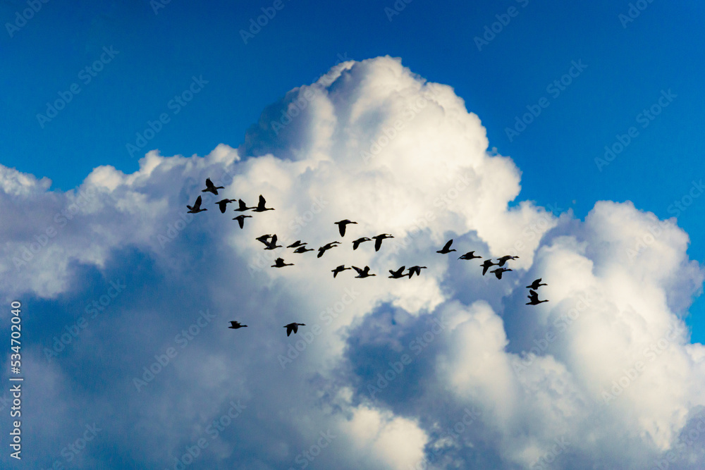Wildgänse vor dramatischer Wolkenkulisse im Flug Wildgänse vor dramatischer Wolkenkulisse im Flug