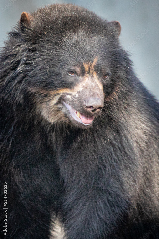 a black spectacled bear before a blue background a black spectacled bear before a blue background