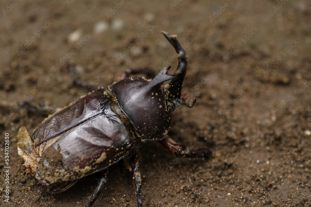 カブトムシがいた カブトムシがいた