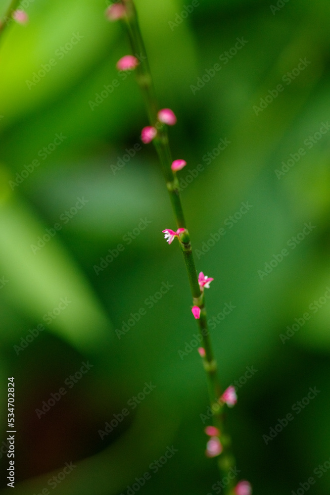 ミズヒキの小さな赤と白の花が咲いている ミズヒキの小さな赤と白の花が咲いている