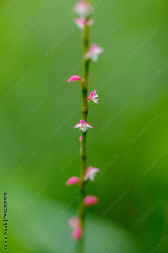 ミズヒキの小さな赤と白の花が咲いている ミズヒキの小さな赤と白の花が咲いている