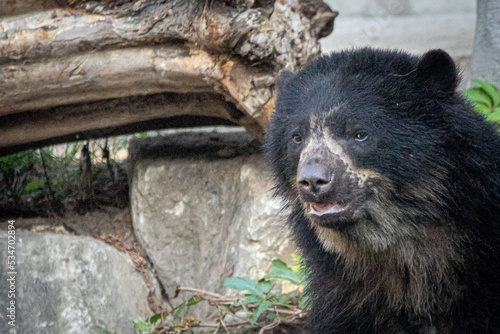 a black spectacled bear in the forest