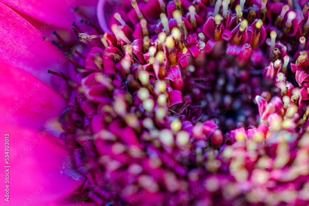 Macro capture of bright, spring flowers in full bloom, on sunny days. Macro capture of bright, spring flowers in full bloom, on sunny days.