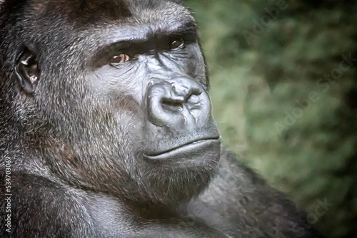 closeup portrait of a strong gorilla