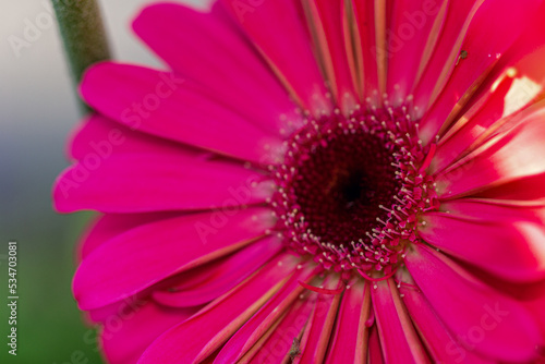 Macro capture of bright  spring flowers in full bloom  on sunny days. 