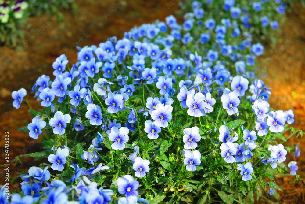 Naklejka premium みずほエコパークの花壇に咲くネモフィラの風景1