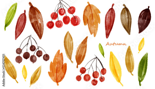 Autumn leaves and bunches of rowan trees. Elements on a white background