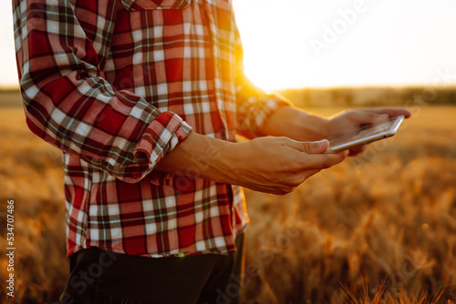 Farmer checking wheat field progress, holding tablet using internet. Smart farming and digital agriculture.