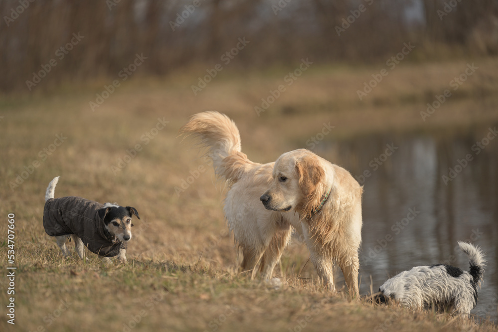 Funny young, old, big and small dogs play with each other. Labrador and Jack Russell Terrier dog Funny young, old, big and small dogs play with each other. Labrador and Jack Russell Terrier dog