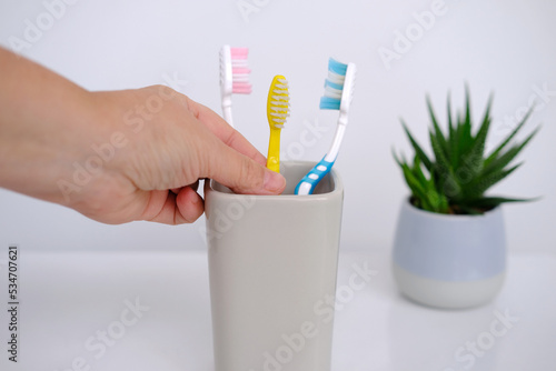 close-up of toothbrushes in a glass  indoor flower  concept of daily routine  oral hygiene  symbol of family relations