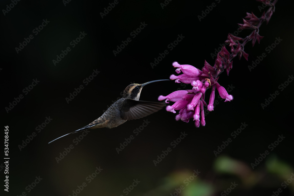 Fototapeta premium Rabo-branco-de-garganta-rajada (Phaethornis eurynome)