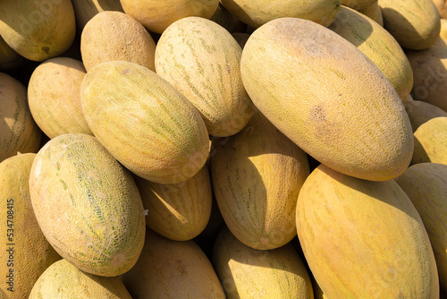 Ripe Uzbek melons close up. Uzbekistan