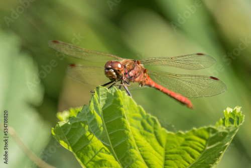 Rote Heidelibelle auf einem Blatt © Aloisia