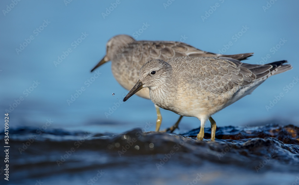 Red Knot - Calidris canutus - on the autumn migration way at a seashore Red Knot - Calidris canutus - on the autumn migration way at a seashore