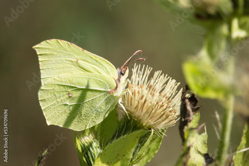 Zitronenfalter auf einer Kohldistel photo