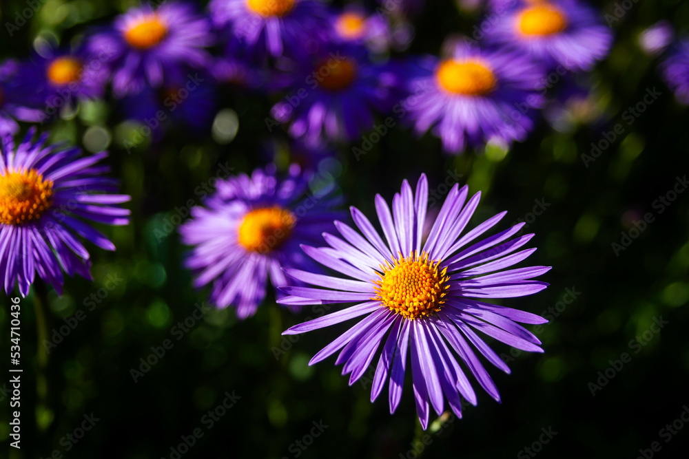 Fototapeta premium Purple flowers of Italian Asters