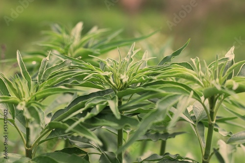 Green tropical plants growing in the jungle.