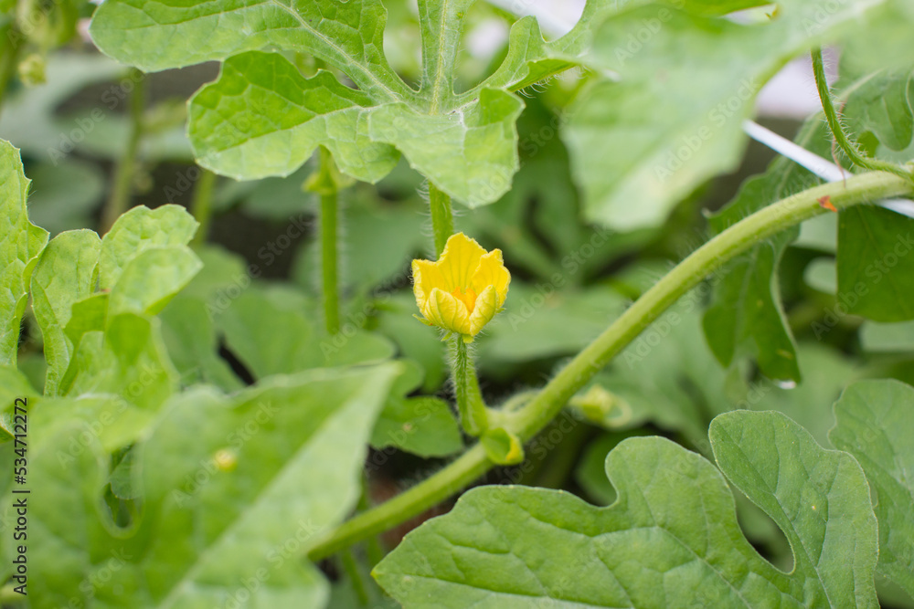 Growing young fruits of cucumbers. Gardening, harvest Growing young fruits of cucumbers. Gardening, harvest