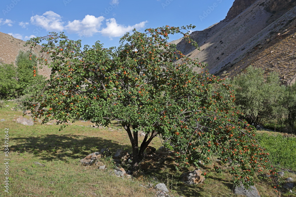 Apricot tree with ripe fruits in a remote mountain village in Tajikistan
