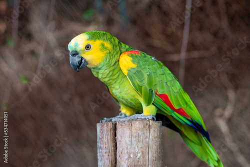 Yellow-headed amazon (Amazona oratrix), yellow-headed parrot or double yellow-headed amazon close up on a pole photo