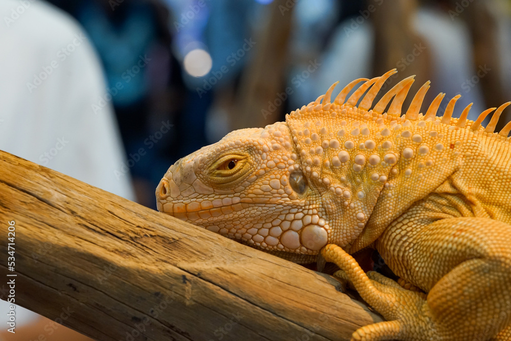 Fototapeta premium iguana on a tree