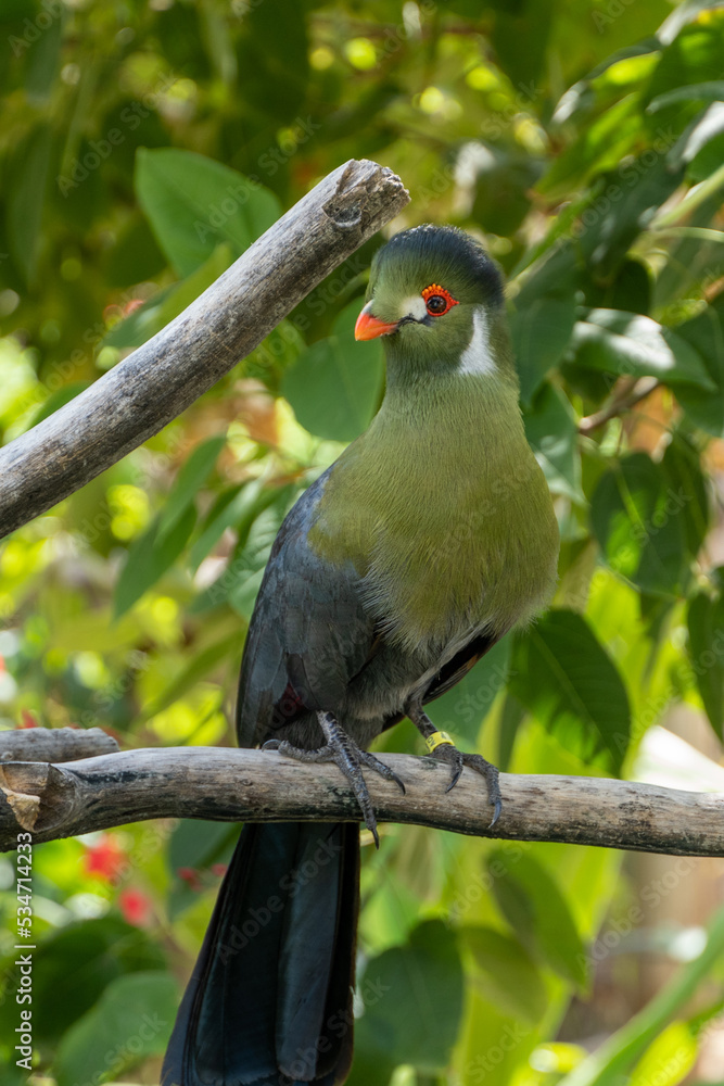 Fototapeta premium A white-cheeked turaco (Menelikornis leucotis) perched in a tree in the rainforest.