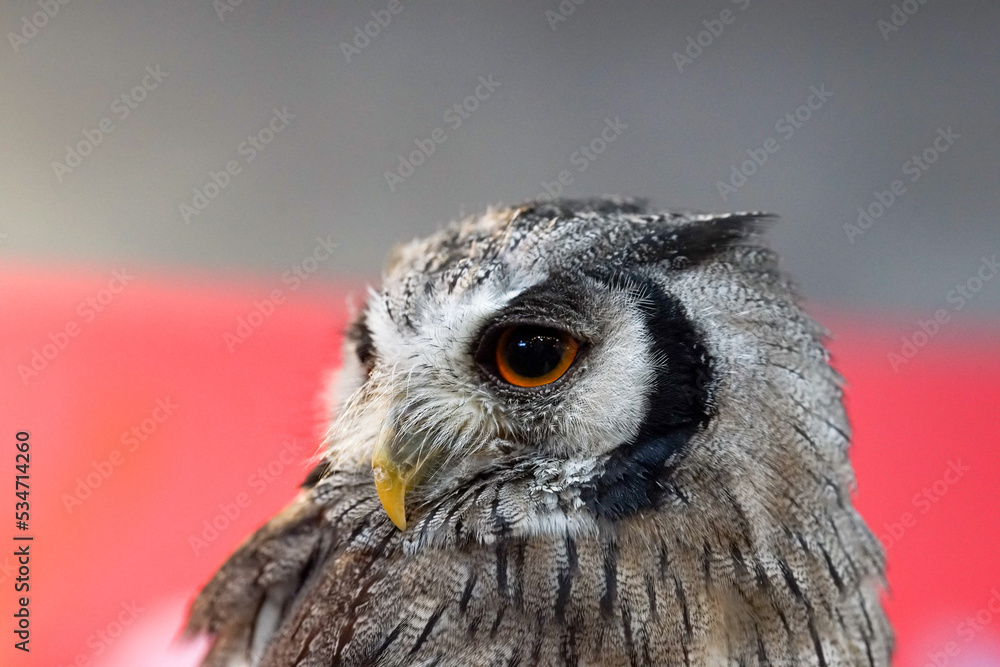 Fototapeta premium great horned owl