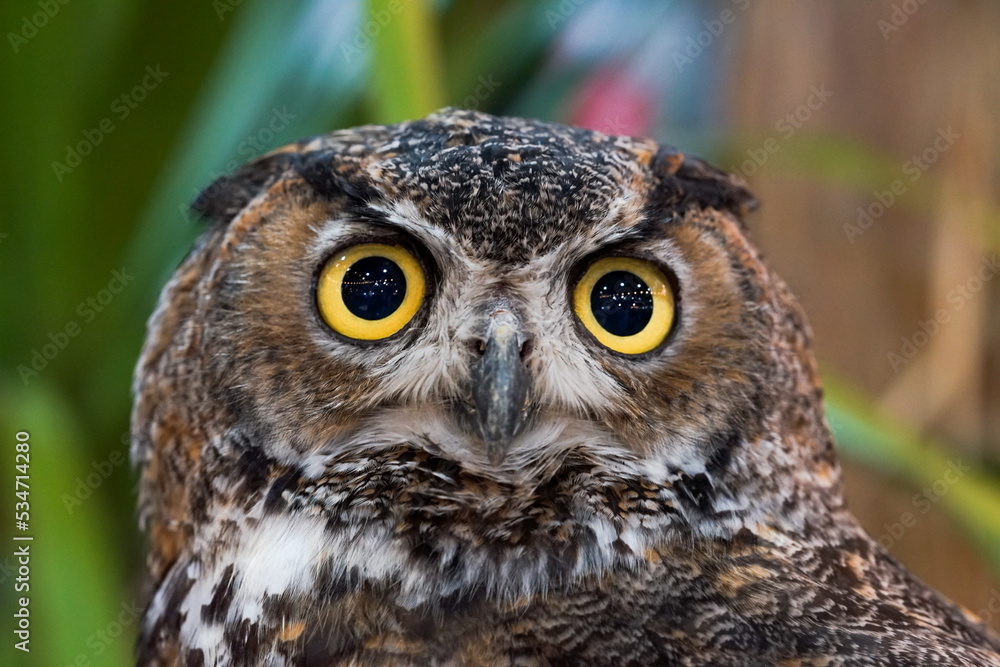 great horned owl great horned owl
