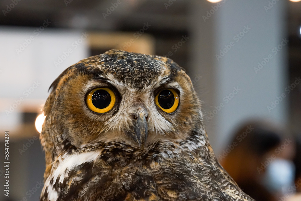 Obraz premium great horned owl
