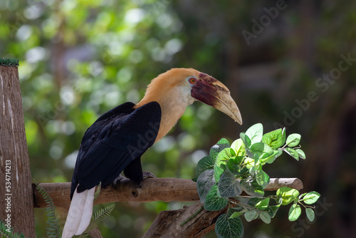 Blyth's hornbill (Rhyticeros plicatus), also known as the Papuan hornbill perched in a tree close up. photo