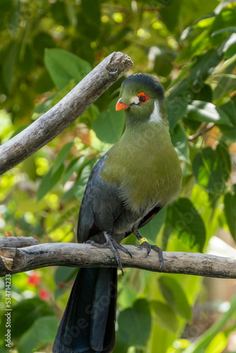A white-cheeked turaco  Menelikornis leucotis  perched in a tree in the rainforest.
