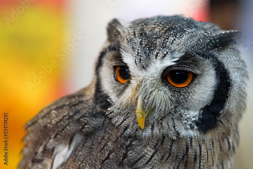 great horned owl © Saijeed