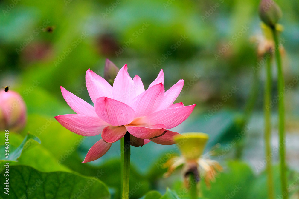 北海道安平町、鶴の湯温泉の池一面に咲き誇る満開の蓮の花【8月】