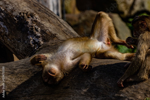 Wallpaper Mural sleeping squirrel Torontodigital.ca