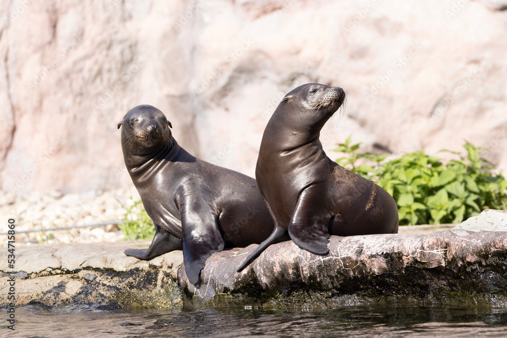 Fototapeta premium island sea lion