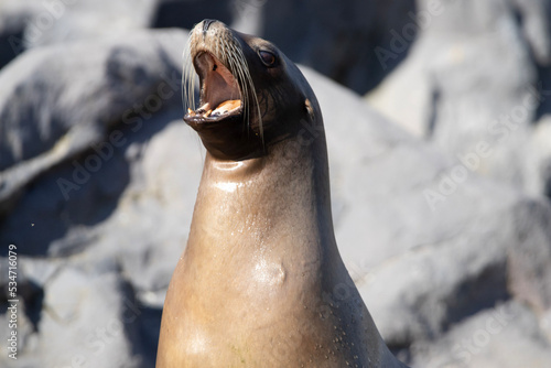 Wallpaper Mural island sea lion Torontodigital.ca