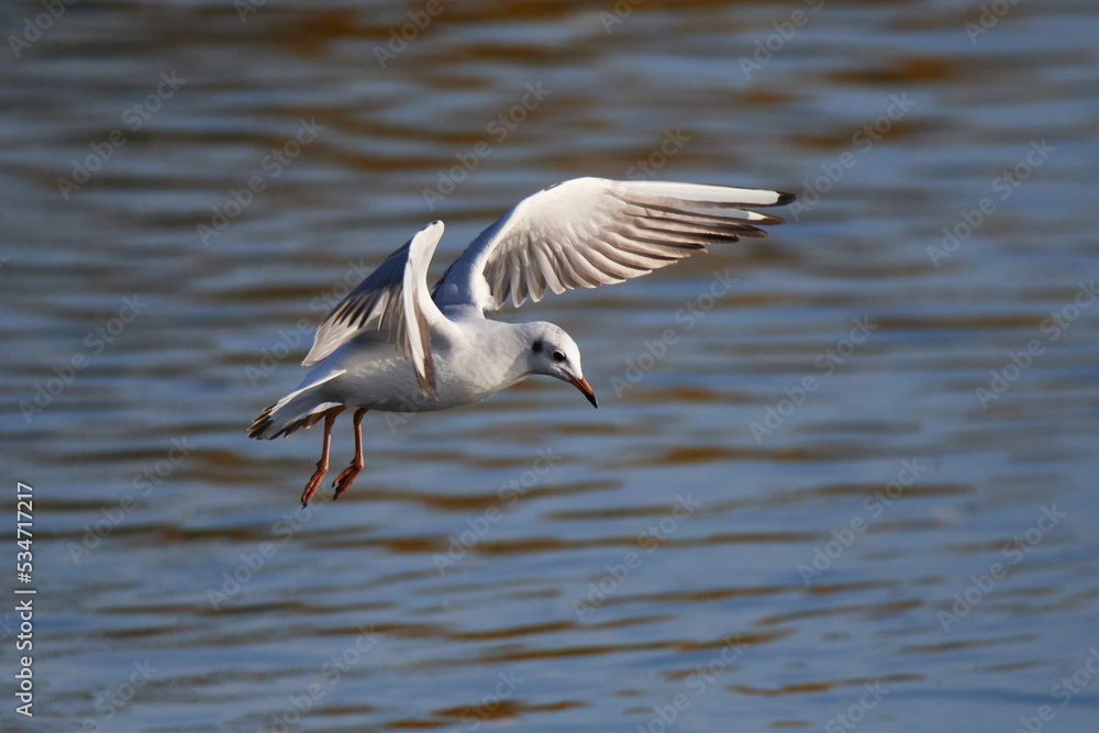 Obraz premium Lachmöwe im Herbst an der Ostsee 
