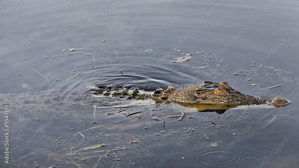 Adult saltwater crocodile lurking in the still waters of the Yellow Water Billabong. Kakadu-Australia-212 Adult saltwater crocodile lurking in the still waters of the Yellow Water Billabong. Kakadu-Australia-212