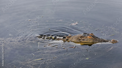 Adult saltwater crocodile lurking in the still waters of the Yellow Water Billabong. Kakadu-Australia-212