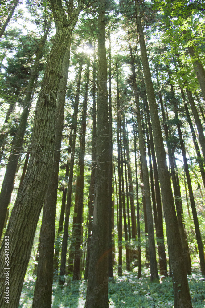 Obraz premium 杉林の森林に差し込む太陽の光（縦）