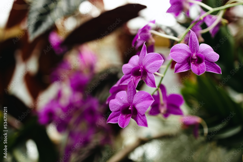 Obraz premium Orchid flower in orchid garden, Orchid flower bloom. High quality photo