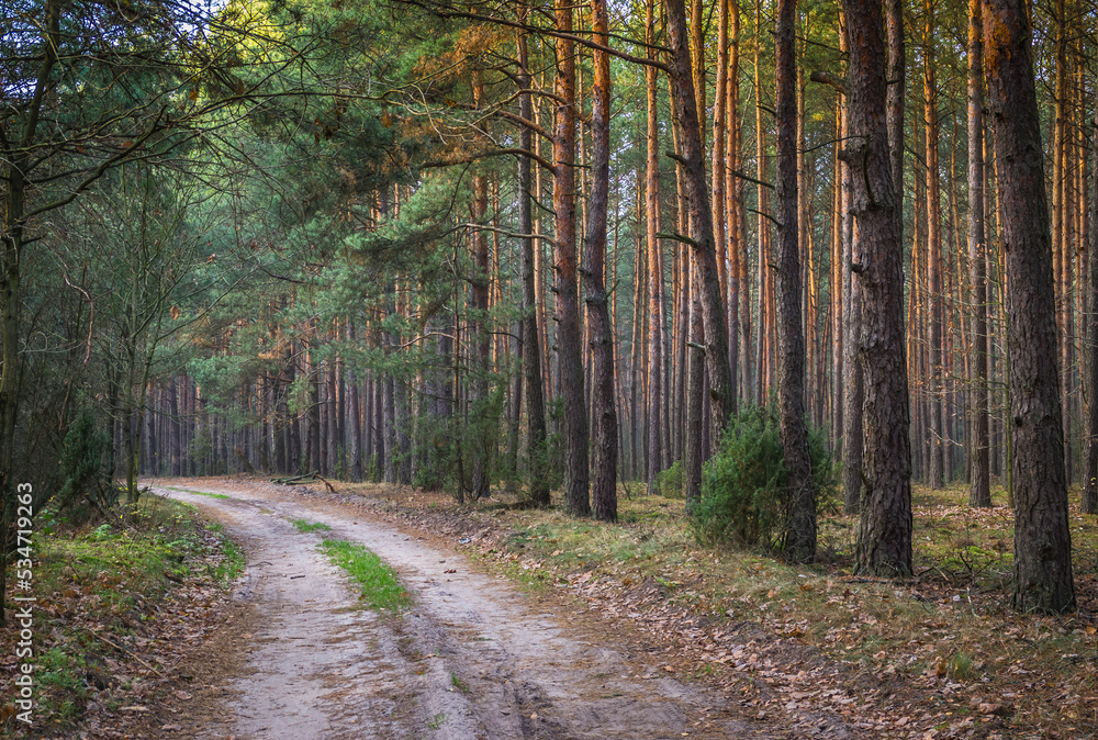 Obraz premium path in the forest