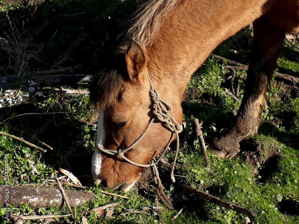 Obraz premium Photograph of an old horse in the field