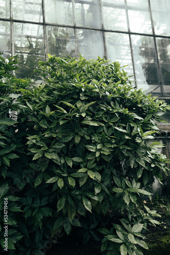Aucuba japonica or japanese laurel spotted leaves pattern background Fototapet