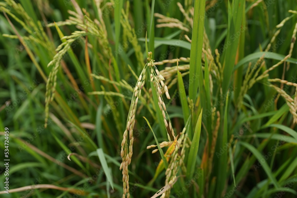 Natural ripe paddy in the rice field or paddy field. Known as Oryza Sativa. Natural ripe paddy in the rice field or paddy field. Known as Oryza Sativa.