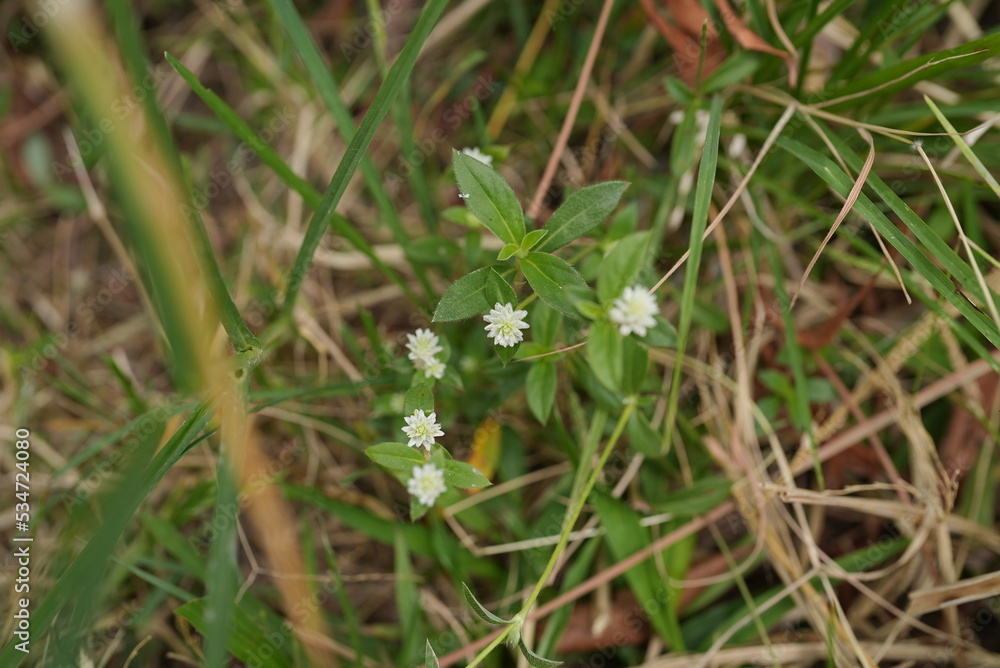Selected focus photo on white wild flowers in the grass field with wilted grass.
Selected focus photo on white wild flowers in the grass field with wilted grass.