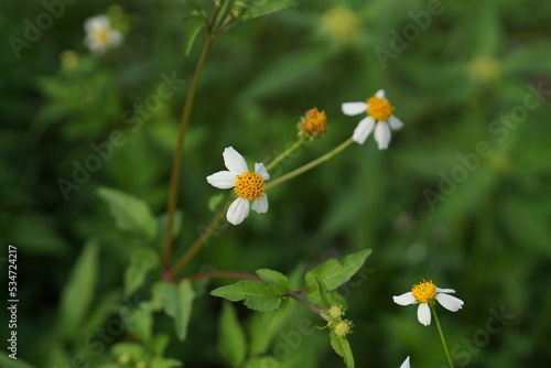 Selected focus photo on white wild flower Bidens pilosa in the flower bed. In Indonesia known as Ketul, grow as weed but sometimes can be used as herbs