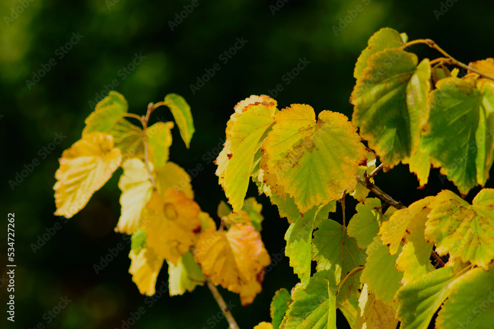 Turkish filbert or hazel tree leaves in closeup view the fall. Corylus colurna. autumn concept. bright yellow and green colors. selective focus. soft blurred dark green background. Turkish filbert or hazel tree leaves in closeup view the fall. Corylus colurna. autumn concept. bright yellow and green colors. selective focus. soft blurred dark green background.