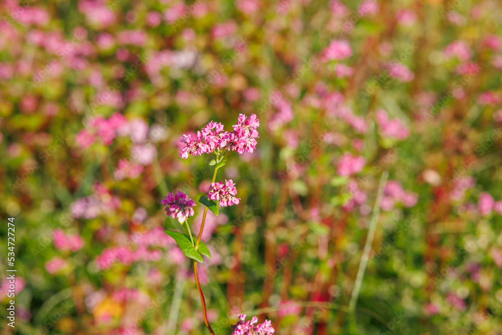 【岐阜県】赤いソバの花「福地いろどりむら」 【岐阜県】赤いソバの花「福地いろどりむら」